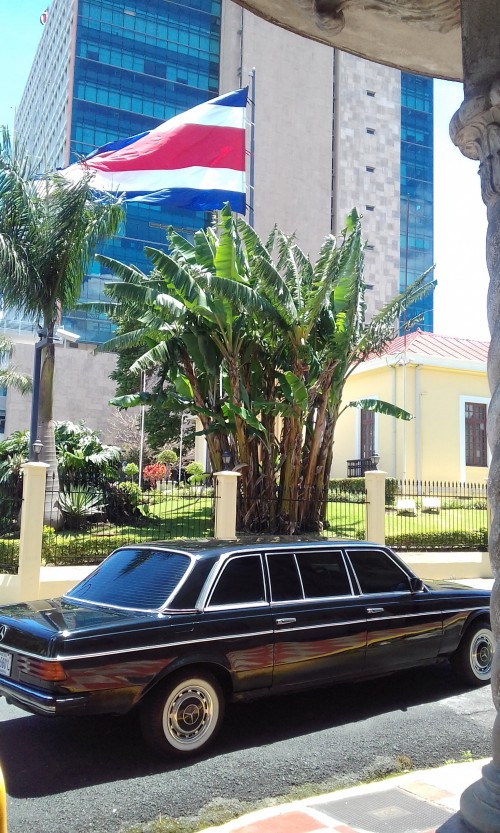 BANANA-TREE-COSTA-RICA-MERECEDES-LIMOUSINE-300D.jpg